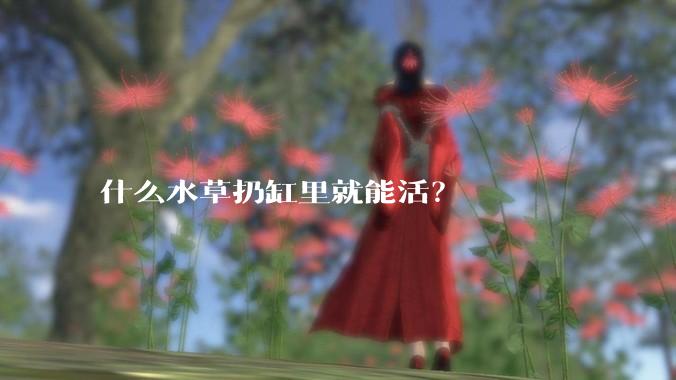 什么水草扔缸里就能活？